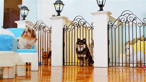 dog hotel manila